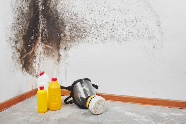 Best Attic Mold Removal  in Belle Mead, NJ