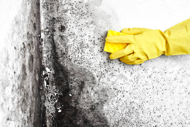 Best Local Mold Removal Service  in Belle Mead, NJ