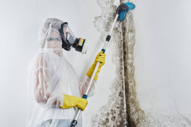 Best Mold Damage Repair  in Belle Mead, NJ
