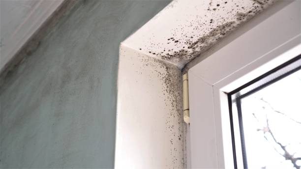 Best Mold Removal Company Near Me  in Belle Mead, NJ