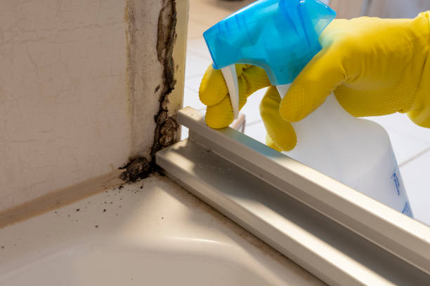 Best Office Mold Removal Services  in Belle Mead, NJ