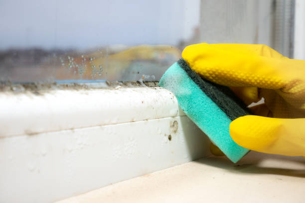 Best Residential Mold Removal  in Belle Mead, NJ