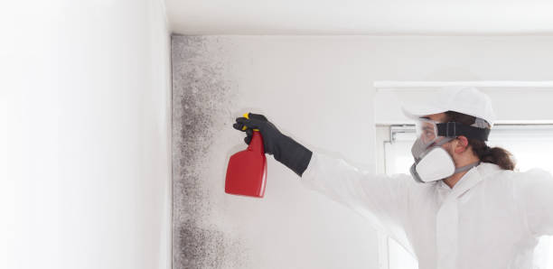 Belle Mead, NJ Mold Removal Company