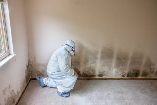 Best Certified Mold Removal  in Belle Mead, NJ