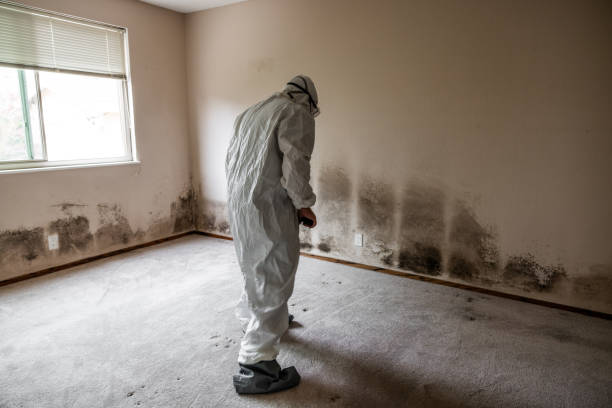 Best Mold Removal Near Me  in Belle Mead, NJ