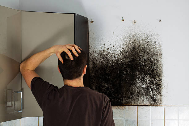 Best Toxic Mold Removal  in Belle Mead, NJ