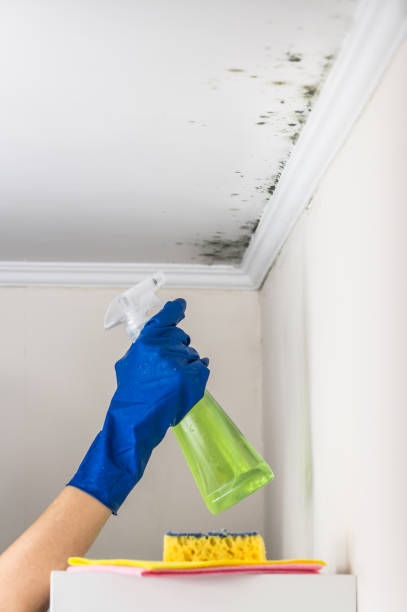 Best Home Mold Removal  in Belle Mead, NJ